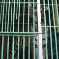 Тигр в клетке передвижного зоопарка