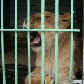 Скучающий лев в клетке передвижного зоопарка