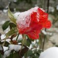 Розы укрыло снегом