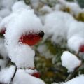Первый снег укрыл плоды шиповника