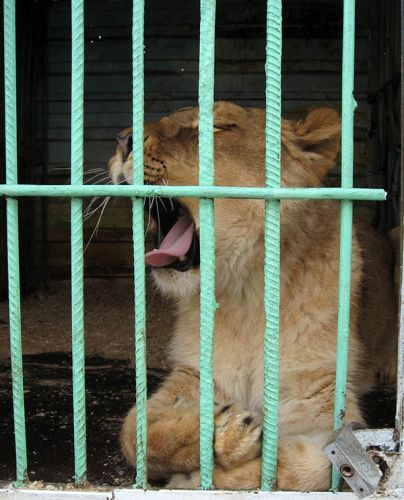 Скучающий лев в клетке передвижного зоопарка
