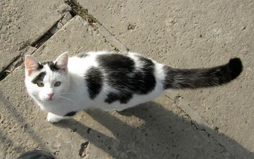 Приблудившийся котик