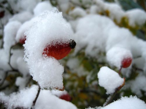 Первый снег укрыл плоды шиповника
